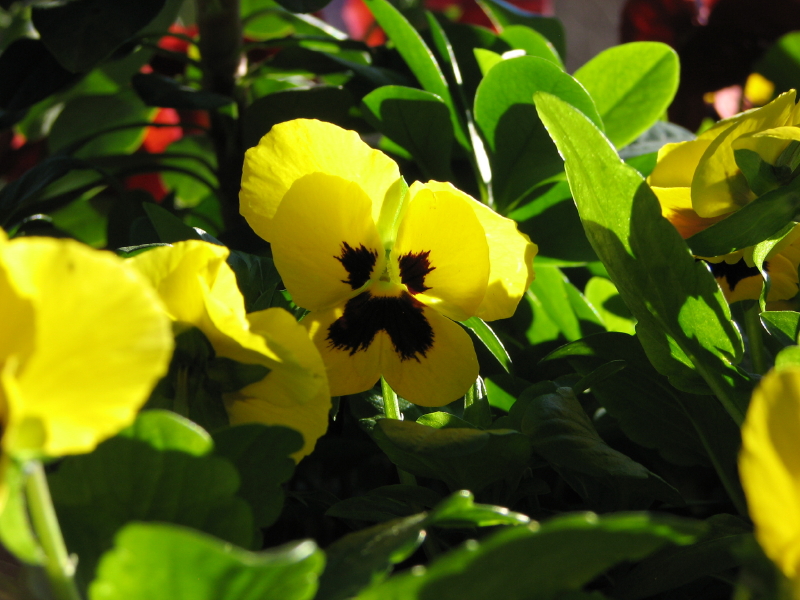 slideshow image